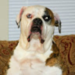 Meet your Posher, Priscilla